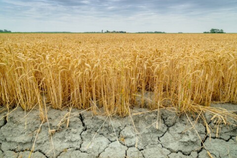 Pole dojrzałej pszenicy na tle suchej, popękanej gleby.